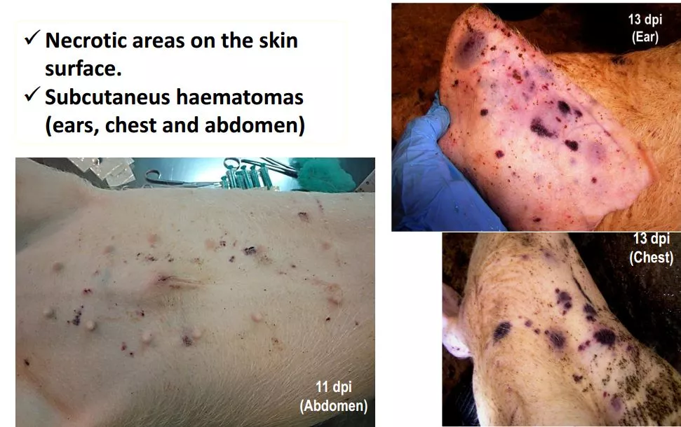 哈兽所仇华吉研究员—非洲猪瘟临床特征的高清图谱！（收藏学习）