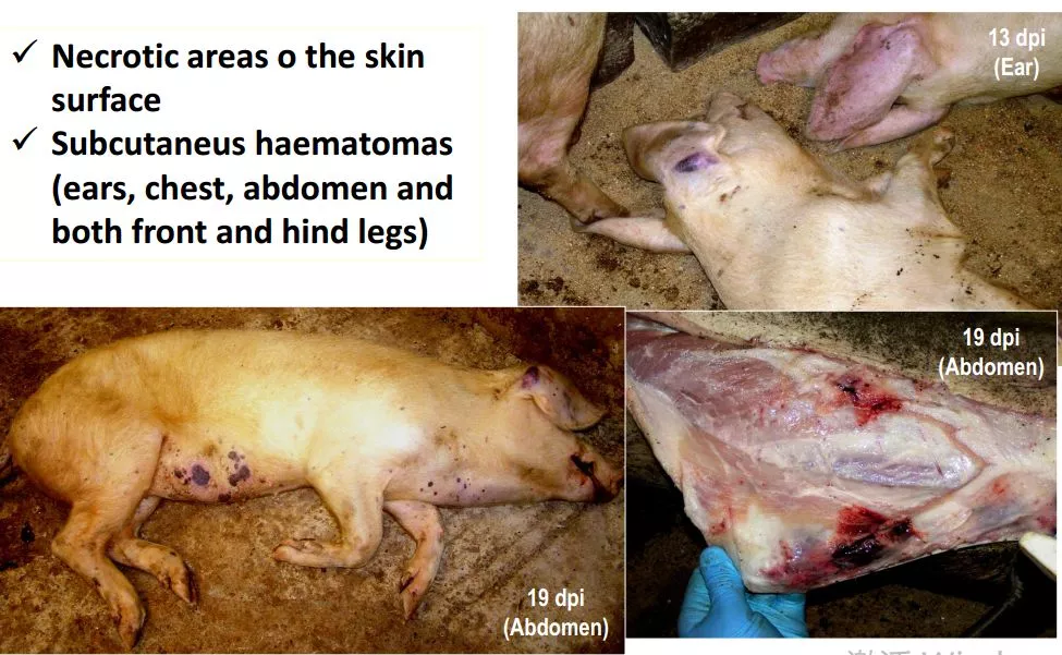 哈兽所仇华吉研究员—非洲猪瘟临床特征的高清图谱！（收藏学习）
