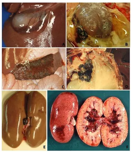 哈兽所仇华吉研究员—非洲猪瘟临床特征的高清图谱！（收藏学习）