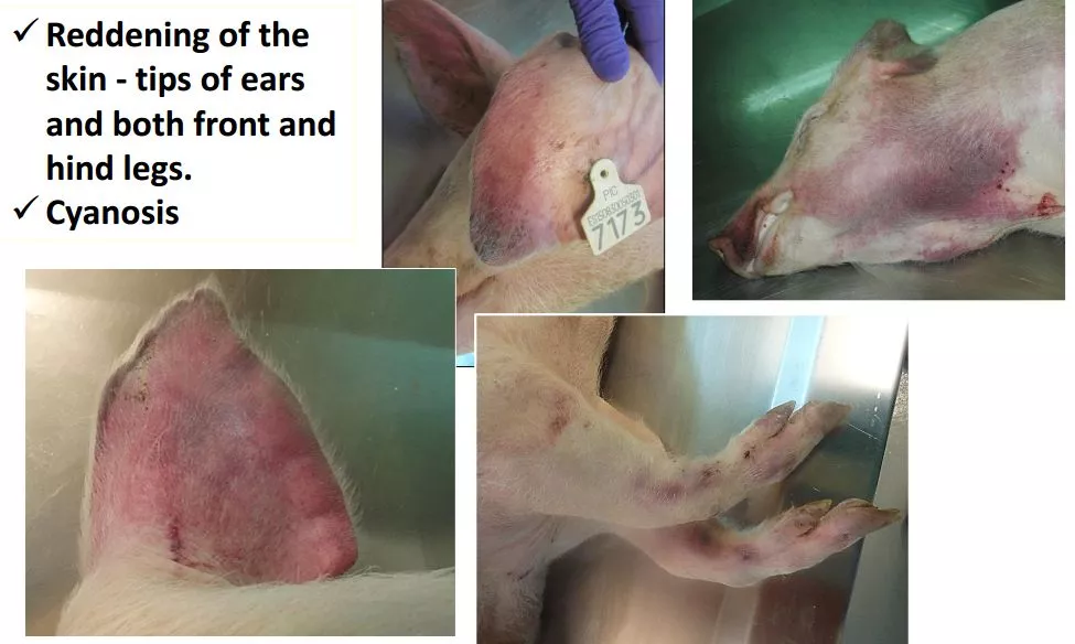 哈兽所仇华吉研究员—非洲猪瘟临床特征的高清图谱！（收藏学习）