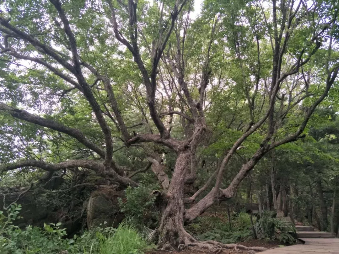享太平盛世·庆70华诞丨8月10日木札岭首届广场舞大赛，邀您免费参与，开始报名…