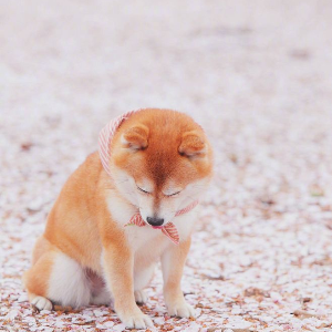 柴犬价格怎么样 怎样挑选柴犬 19年纯种柴犬价格前景预测 一点资讯