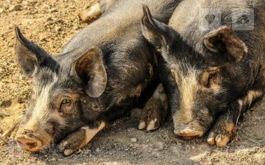 非洲猪瘟常态化下蓝耳病的防控案例