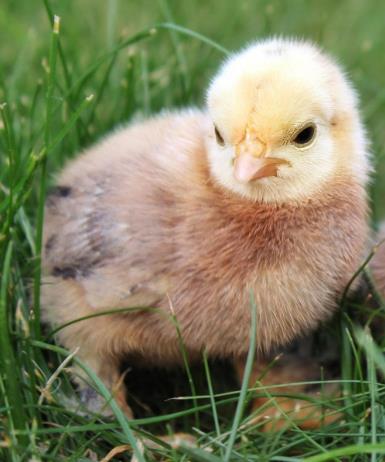 中秋、国庆期间鸡蛋价格会逐步回落