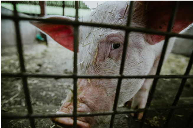 财政部多举措支持恢复生猪生产