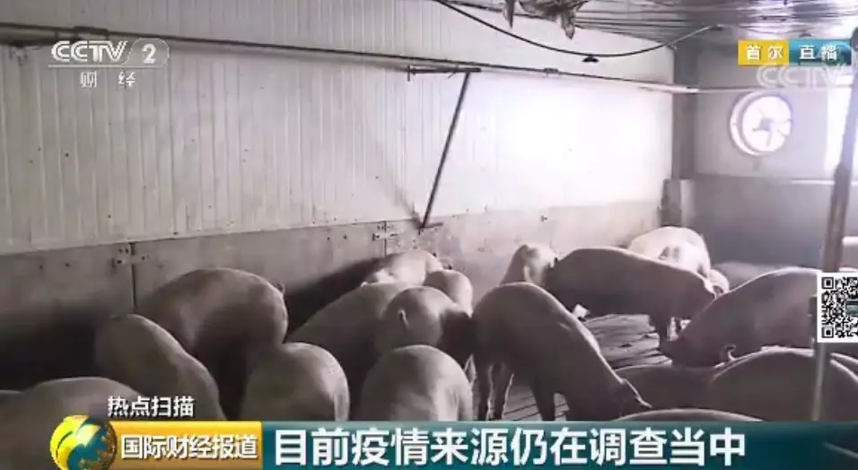 韩国首例非洲猪瘟疫情 养猪场、屠宰场人员及车辆、物品禁止移动