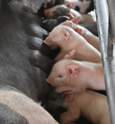 官方最新畜产品和饲料集贸市场价格  活猪平均价格26.68元/公斤