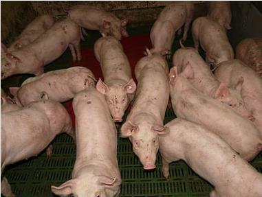 生物安全体系让非洲猪瘟可防可控