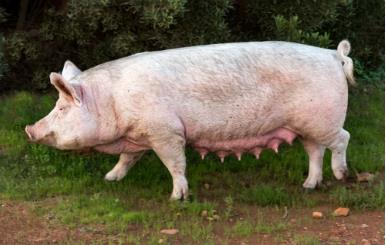 湘潭五大措施确保生猪产业发展