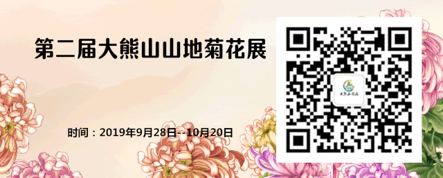 大熊山仙人谷第二届山地菊花展，9月28日盛大开幕！
