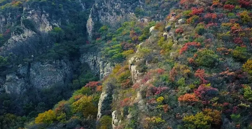 大熊山仙人谷第二届山地菊花展，9月28日盛大开幕！