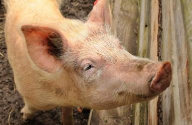 科学有效、可实操的《规模化猪场复养技术要点》