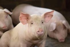 农业农村部：大型生猪养殖企业稳定生猪生产发展研讨会在北京召开