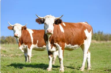 安徽省3家企业首次入选国家肉牛羊核心育种场