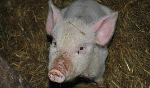 广东缺猪致猪价暴涨！首批2185头云南生猪已至广东屠宰企业