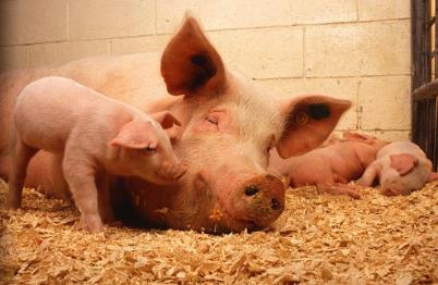 科技进展   四川首用体细胞克隆“巴中土猪”保种