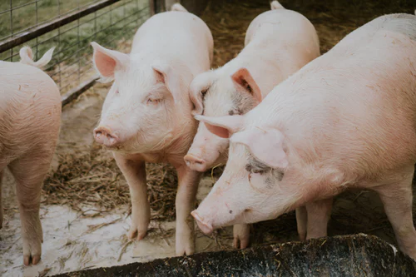 政策红利！ 全国23个省区市已出台扶持生猪生产发展政策性文件