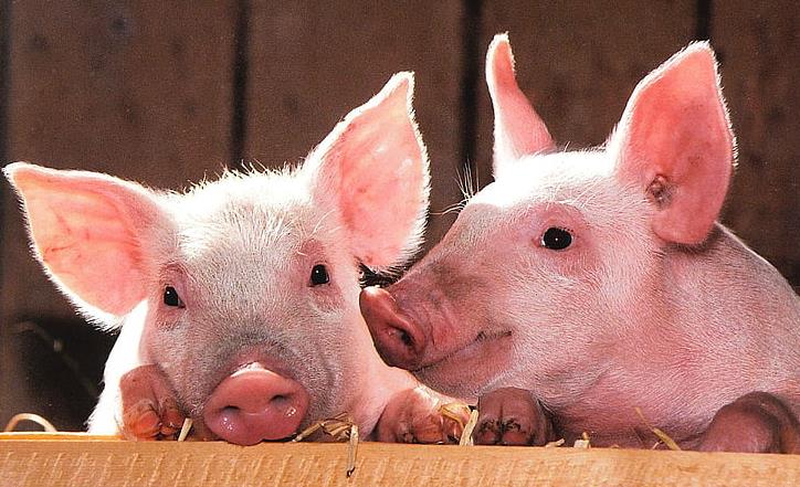 农业农村部：广西岑溪市发生非洲猪瘟疫情屠宰厂解除封锁