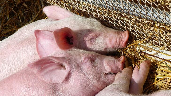 武汉七条新政扶持生猪生产保障市场供应