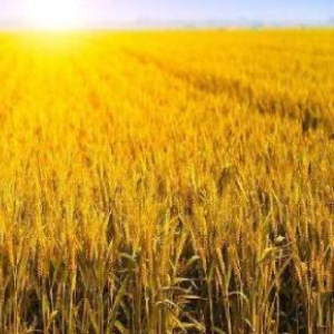 【一点资讯】浪仔小子