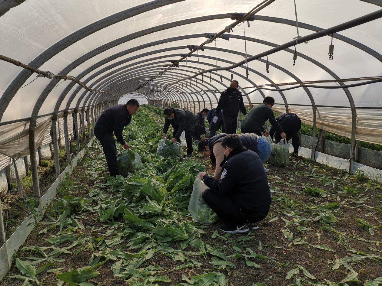沿江蔬菜种植户龚鸭富向市强戒所捐赠1.4吨爱心蔬菜