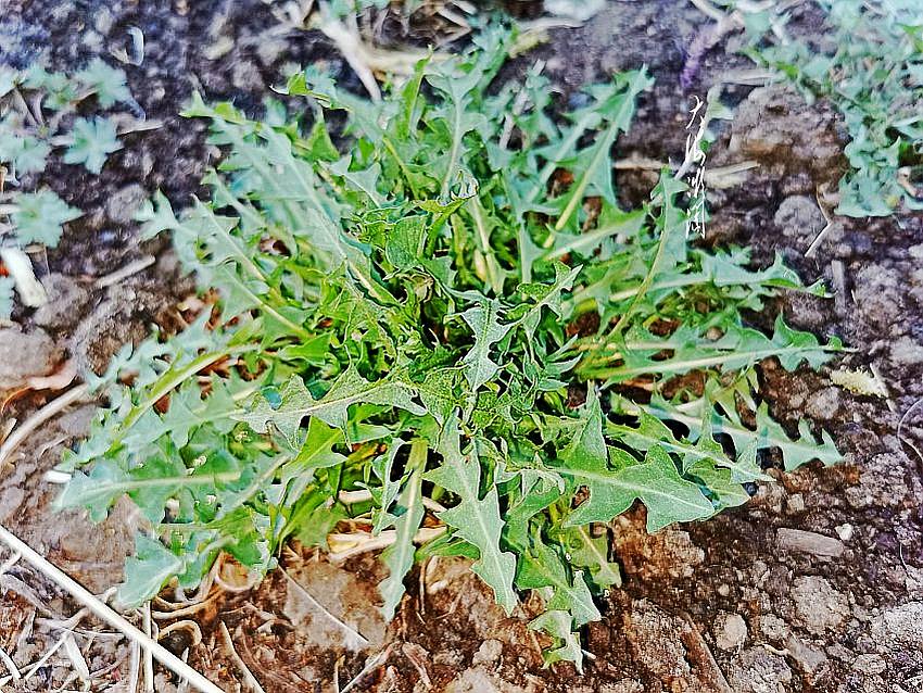 小满节气,这3种野菜夏天记得常吃,清热去火又开胃