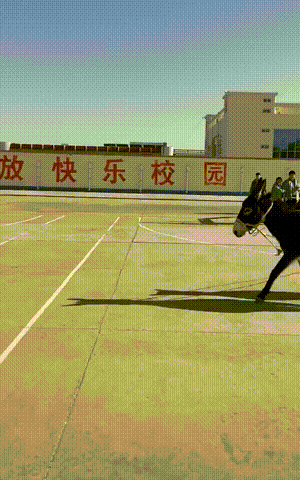 搞笑的GIF：畜牧专业看来也很欢乐啊！-搞笑gif-力太大