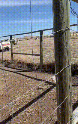 笑疼肚子的GIF：当鸵鸟看上了你，感受这凶猛的爱意吧！-搞笑gif-力太大