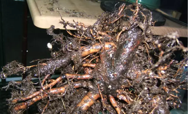 无花果常见病害识别与防治_植保技术_191农资人 - 农技社区服务平台