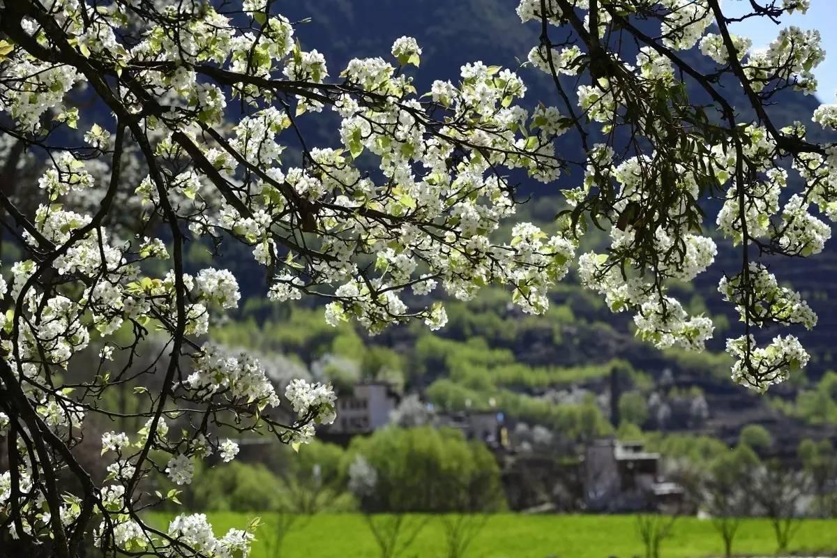 丹巴县被誉为"中国最美乡村"之一 万亩梨花绽放_陕北传媒网_权威媒体