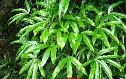 灌木以杜鹃花科植物为主,分布有箭竹,野女贞,盐肤木,金丝桃,水红木,梁