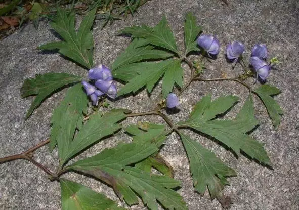 中草药有半夏,茯苓,草乌,重蝼,龙胆草,野党参,芍药等上百种.