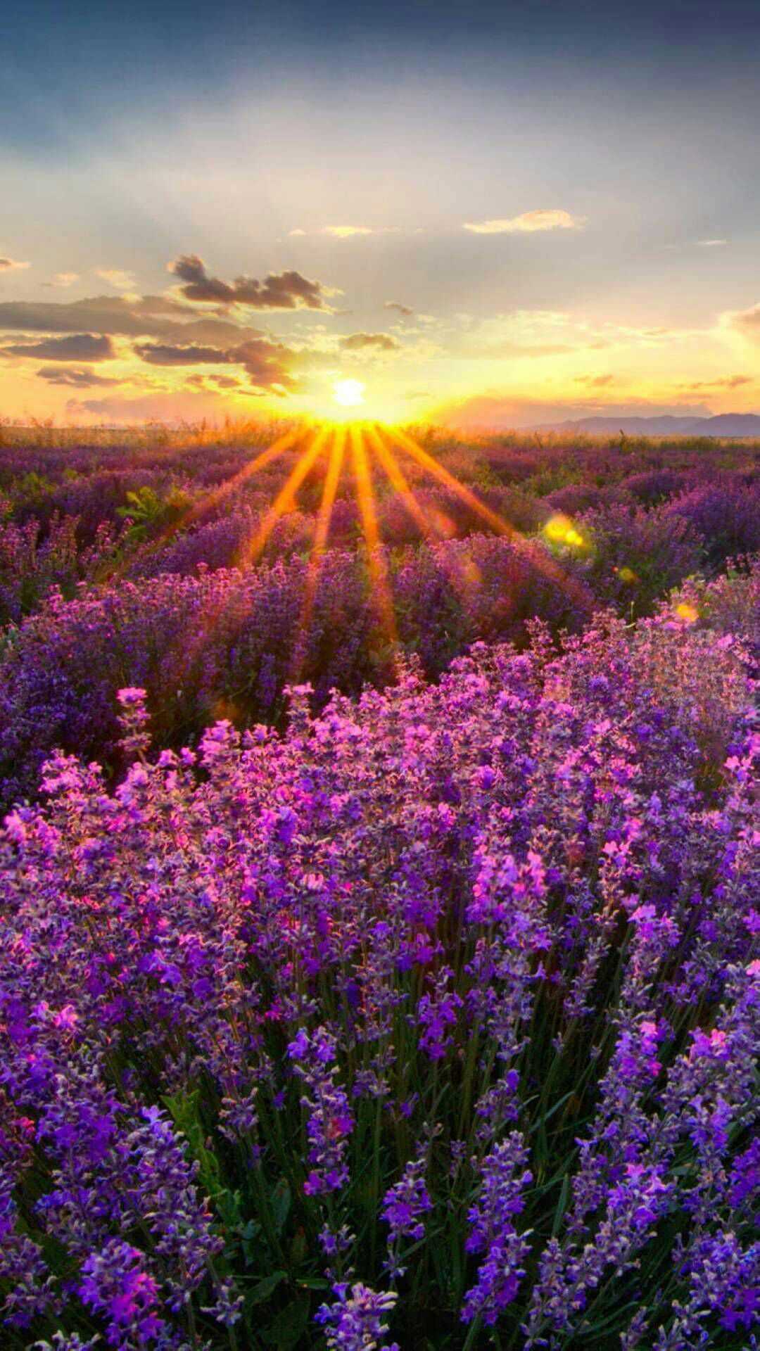 看薰衣草何必去普罗旺斯 来黄陵感受别样浪漫_陕北传媒