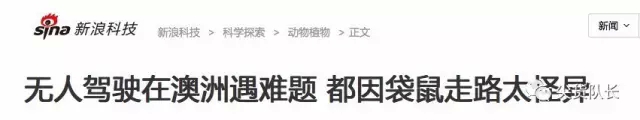 千万别妄想和袋鼠拼拳头，这混蛋一个马步就能踢爆你的