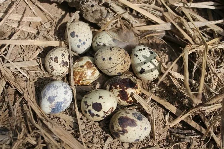 盯着家里养的两万只鹌鹑,她又打起了网店主意.