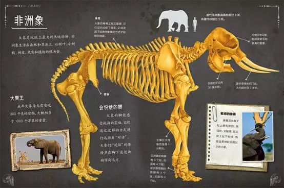 让我们来看看书中到底讲了什么:以神秘的猛犸象和亚洲象为例,书中介绍