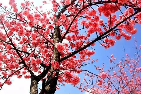 4 月旅游推荐：洛阳、婺源、大理，感受春天的美好