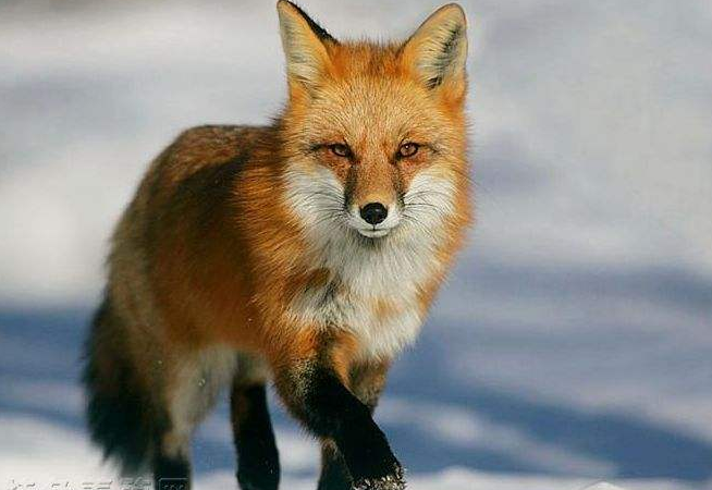 狐貉孕期的饲养管理要点