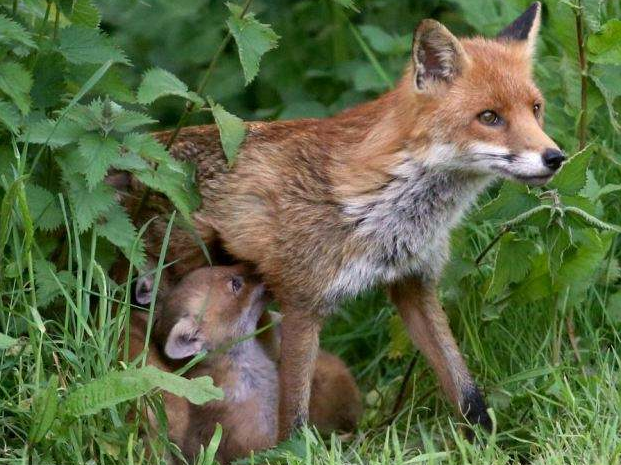 狐貉孕期的饲养管理要点