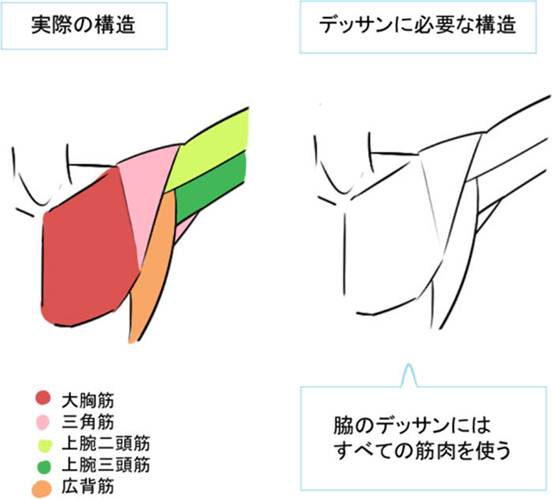 腋下是一个相关资料非常少,并且作画非常麻烦的部位,但是在记住肌肉的