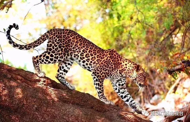 延安发现我国最大野生华北豹种群