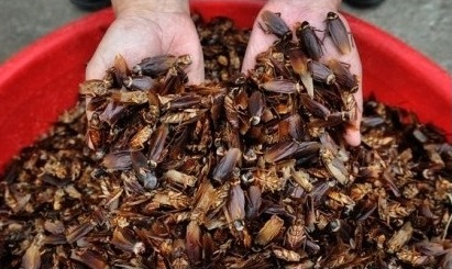 蟑螂登上自然通讯四川这家养殖场每年养60亿只