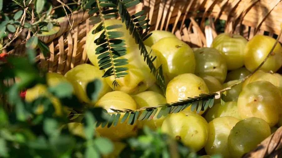现摘的大橄榄,味道可以说让人流连忘返,入口的瞬间,果肉细腻,唇齿间汁