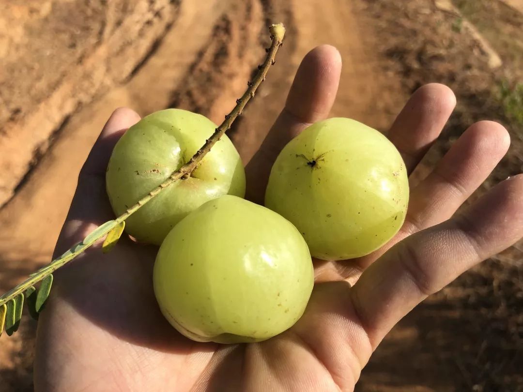 乒乓球一样大的滇橄榄这个地方一山都是