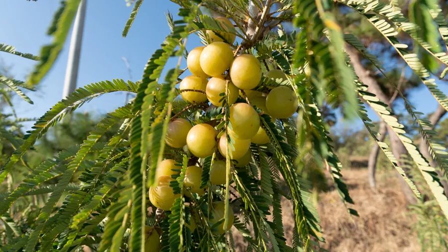 乒乓球一样大的滇橄榄这个地方一山都是