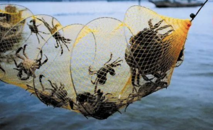 一只大闸蟹的“拼质”之旅-锋巢网