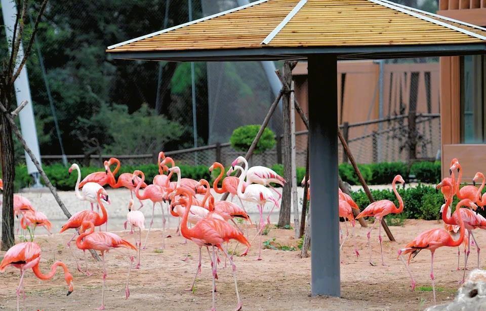 期盼已久太原动物园9月28日开门迎客住在周边的福利来了
