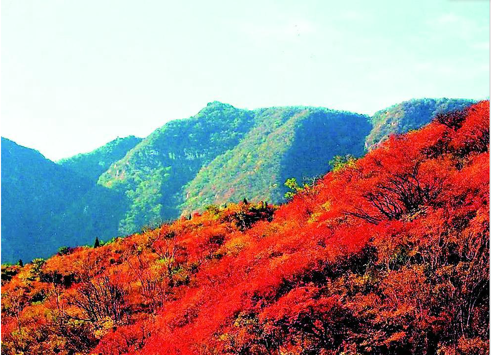 太山红叶景色秀美,太原置业优选园林就在这里!