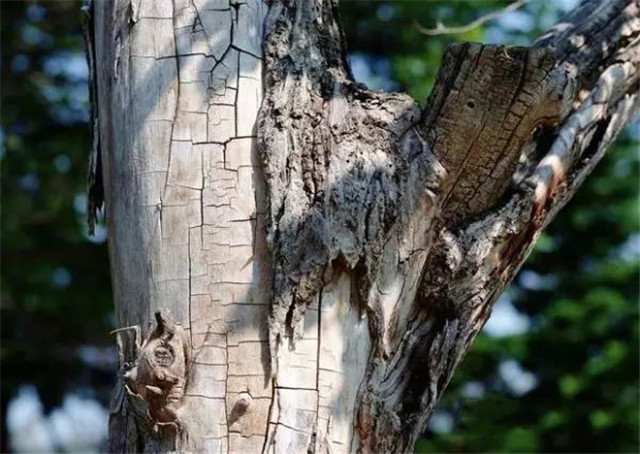 所有的树木都有年轮吗？