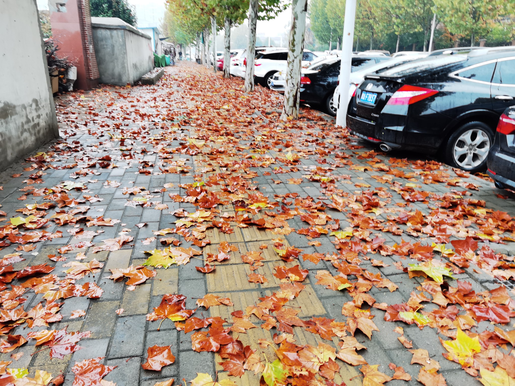 有一种美叫“落叶不扫”，上海41条马路相继上演景观大片